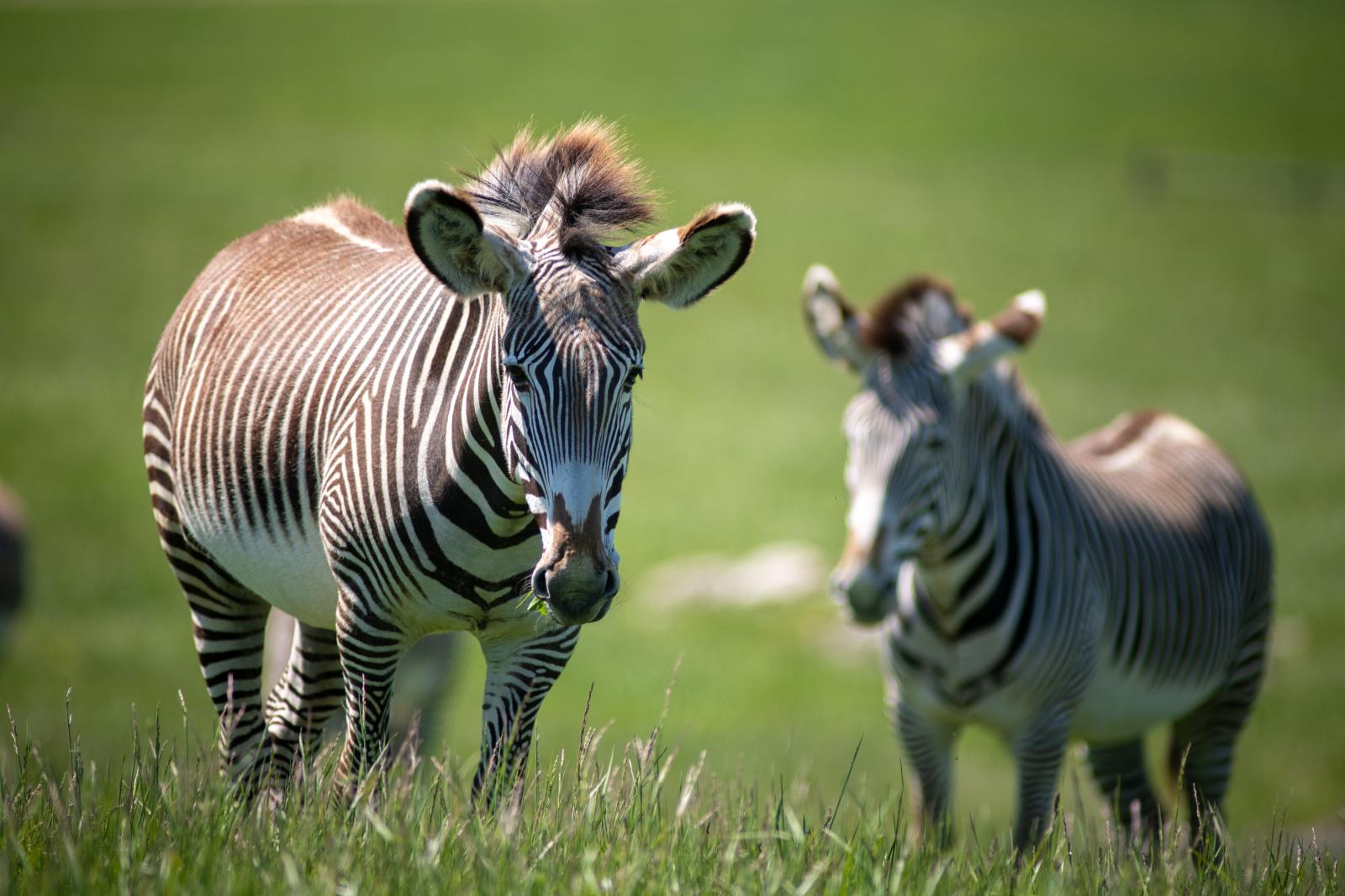 Grevy s Zebra The Wilds grevy-s-zebra-the-wilds